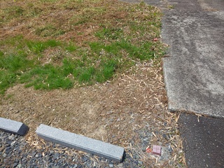 DSC_4597.JPG